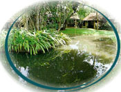 Sigiriya Village Hotel - Sigiriya